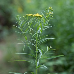 Euthamia graminifolia (common grassleaf goldenrod)